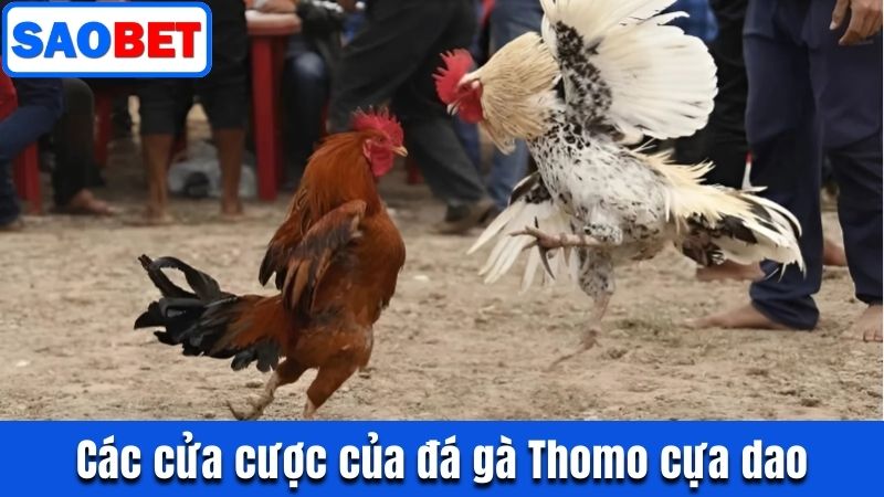ĐÁ GÀ THOMO CỰA DAO - LUẬT CHƠI VÀ MẸO ĐẶT CƯỢC HIỆU QUẢ 9 CÁC CỬA CƯỢC PHỔ BIẾN CỦA ĐÁ GÀ THOMO CỰA DAO