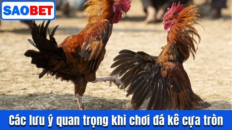 ĐÁ GÀ CỰA TRÒN SAOBET - BÍ KÍP THẮNG LỢI TRONG TẦM TAY 10 CÁC LƯU Ý QUAN TRỌNG CẦN NẰM LÒNG KHI CHƠI ĐÁ KÊ CỰA TRÒN