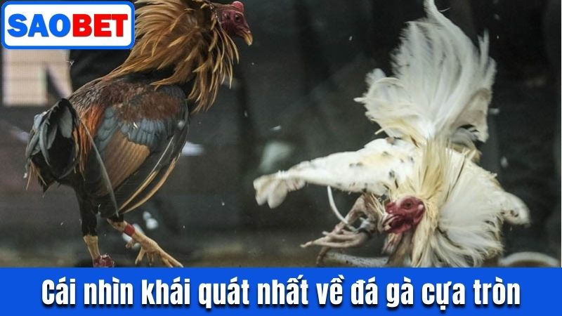 ĐÁ GÀ CỰA TRÒN SAOBET - BÍ KÍP THẮNG LỢI TRONG TẦM TAY 8 CÁI NHÌN KHÁI QUÁT NHẤT VỀ ĐÁ GÀ CỰA TRÒN