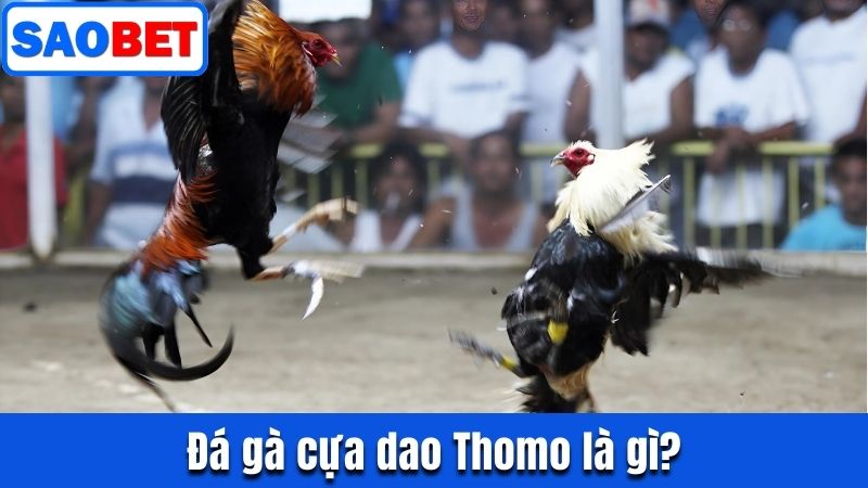 ĐÁ GÀ THOMO CỰA DAO - LUẬT CHƠI VÀ MẸO ĐẶT CƯỢC HIỆU QUẢ 8 ĐÁ GÀ CỰA DAO THOMO LÀ GÌ?