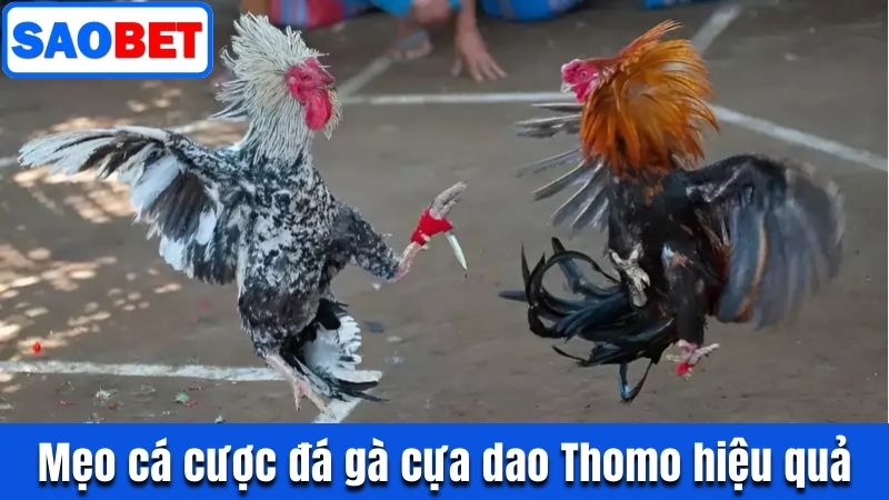 ĐÁ GÀ THOMO CỰA DAO - LUẬT CHƠI VÀ MẸO ĐẶT CƯỢC HIỆU QUẢ 10 ĐÁ GÀ CỰA DAO THOMO VÀ MẸO CÁ CƯỢC HIỆU QUẢ