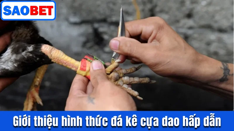 TRỰC TIẾP CHỌI GÀ CỰA DAO TẠI SAOBET GAY CẤN NHẤT 2025 8 GIỚI THIỆU HÌNH THỨC ĐÁ KÊ CỰA DAO HẤP DẪN