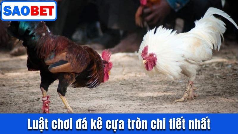 ĐÁ GÀ CỰA TRÒN SAOBET - BÍ KÍP THẮNG LỢI TRONG TẦM TAY 9 LUẬT CHƠI ĐÁ KÊ CỰA TRÒN CHI TIẾT NHẤT