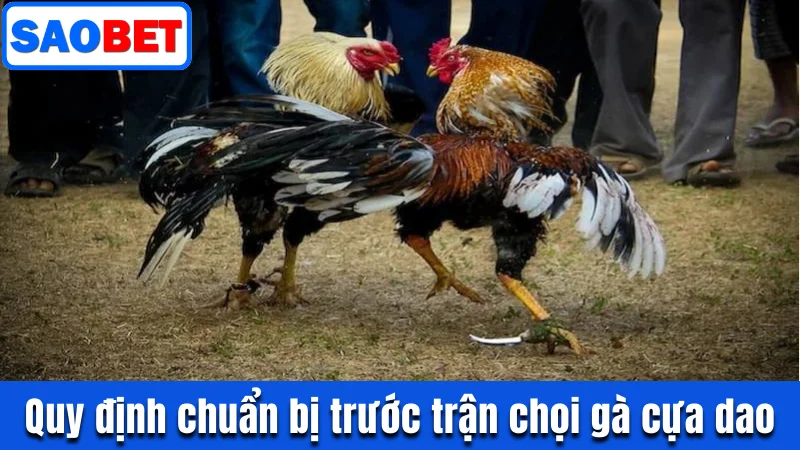TRỰC TIẾP CHỌI GÀ CỰA DAO TẠI SAOBET GAY CẤN NHẤT 2025 9 QUY ĐỊNH CHUẨN BỊ TRƯỚC TRẬN CHỌI GÀ CỰA DAO