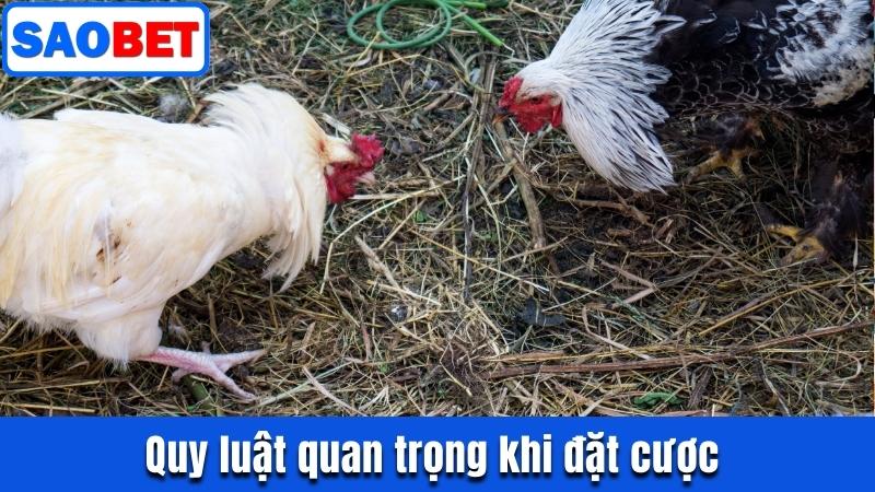 ĐÁ GÀ TRE SAOBET - TẬN HƯỞNG CUỘC ĐẤU NHẬN THƯỞNG GIÁ TRỊ 8 QUY LUẬT QUAN TRỌNG KHI ĐẶT CƯỢC