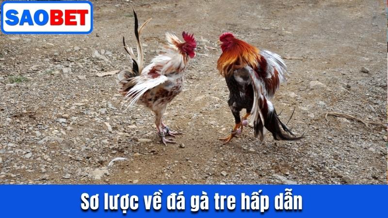 ĐÁ GÀ TRE SAOBET - TẬN HƯỞNG CUỘC ĐẤU NHẬN THƯỞNG GIÁ TRỊ 7 SƠ LƯỢC VỀ ĐÁ GÀ TRE HẤP DẪN